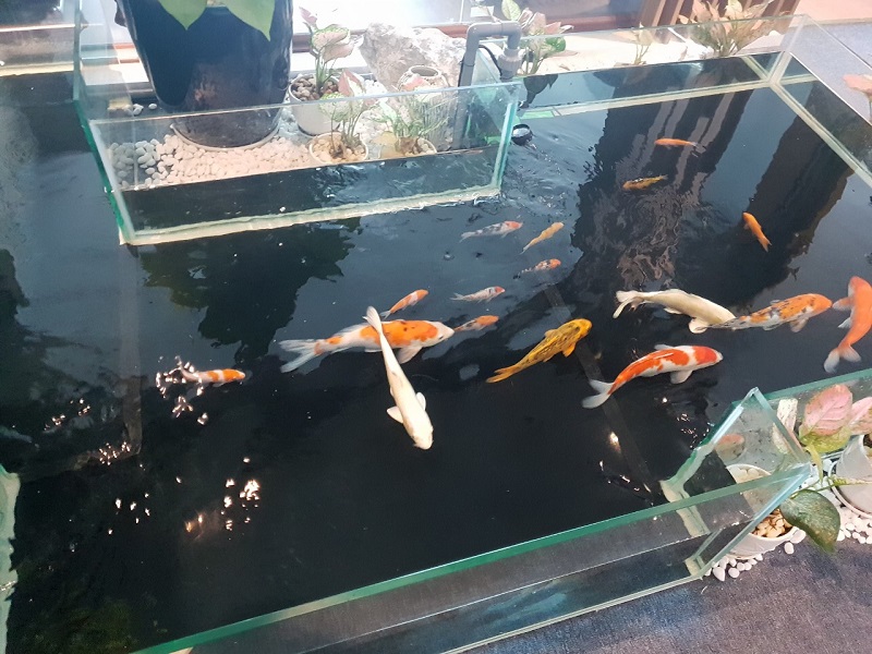 Thi công hồ cá Koi mini bằng kính trong nhà