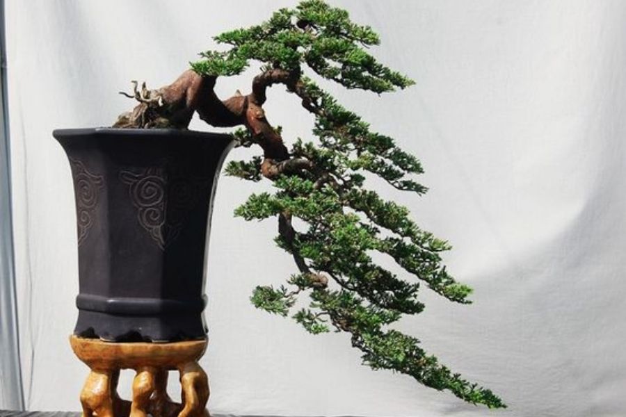 Đăng Khoa Garden mua bán cây Bonsai Đà Nẵng dáng đẹp, giá rẻ, đủ size