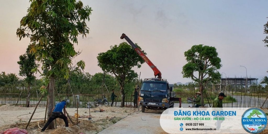 Dịch vụ cắt tỉa cây xanh Đà Nẵng chuyên nghiệp 0935.227.999